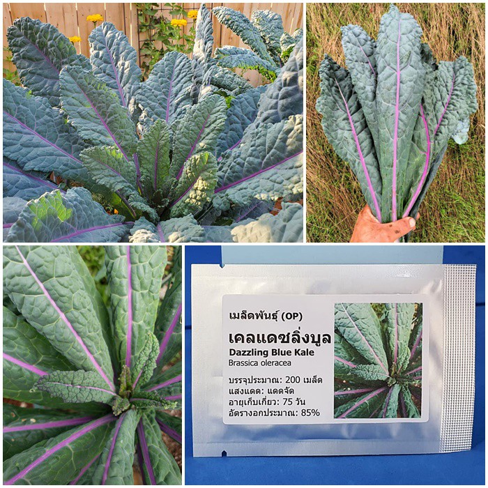 เมล็ดพันธุ์ เคลแดซลิ่งบูล Dazzling Blue Kale Seed บรรจุ 200 เมล็ด คุณภาพดี ของแท้ 100%