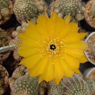 กระบองเพชร แคคตัส (Cactus) Lobivia graft (Yellow flower)