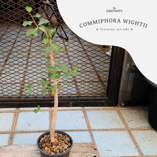 ไม้ยางหอม Commiphora Wightii กิ่งตอน(ภาพ 05-09-2023)