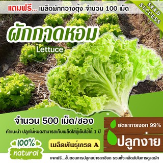 แถมฟรี!!! เมล็ดผักกวางตุ้ง 500เม็ด เมล็ดพันธุ์ผักกาดหอม 500 เมล็ด อัตราการงอก95% (แถมฟรี!!! เมล็ดผักกวางตุ้ง500 เม็ด)