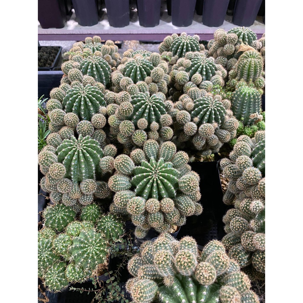 หน่อโลบิเวีย แคคตัส Lobivia cactus   คละสี 1-3เซน พร้อมส่ง