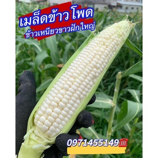 เมล็ดข้าวโพดข้าวเหนียว สี ขาว ฝักใหญ่ เหนียว กลิ่นหอมหวาน หอมบรรจุ 100-150เมล็ด