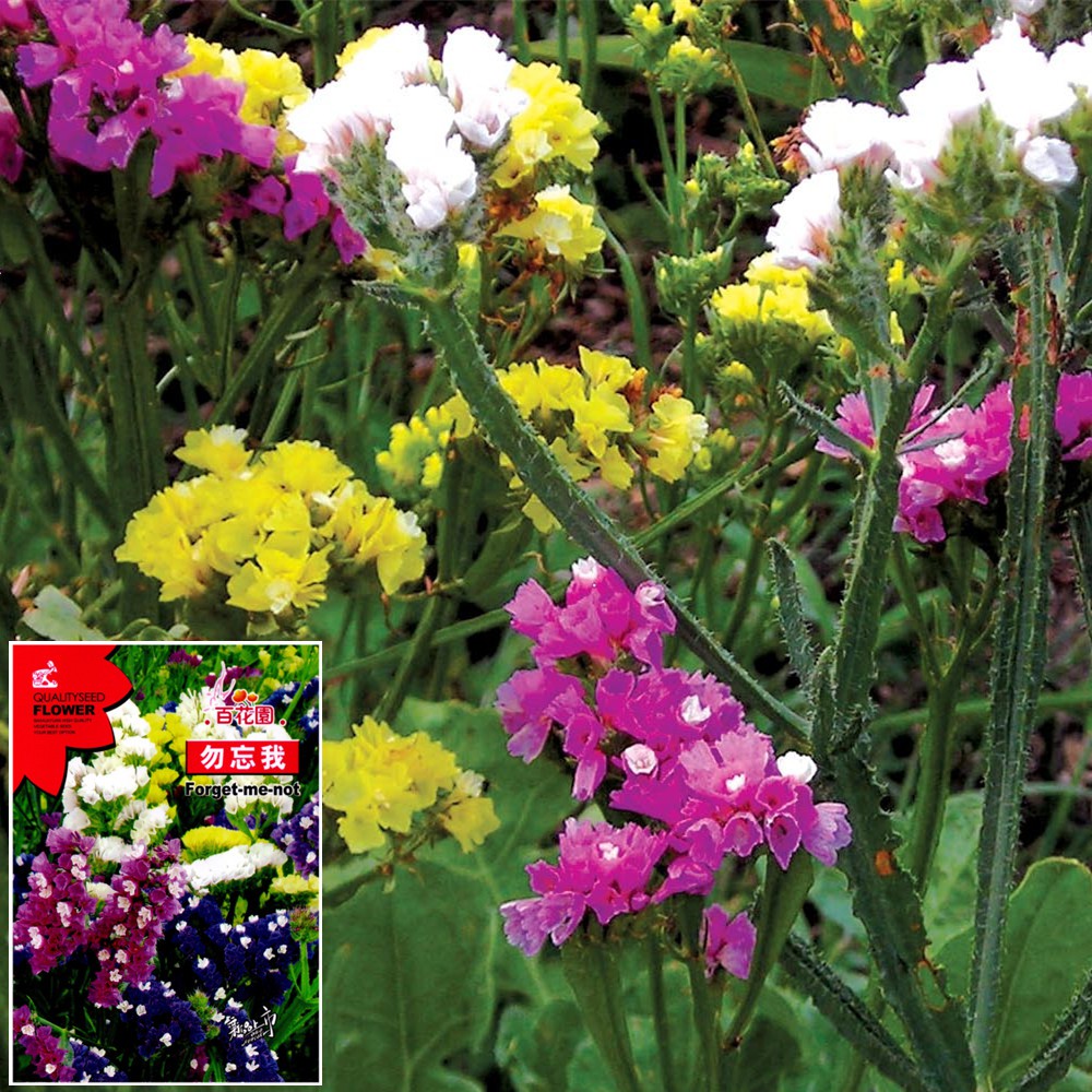 เมล็ดดอกสแตติส 45เมล็ด Statice Sinensis / Sea Lavender พันธุ์แท้100%****ศึกษาวิธีเพาะในรายละเอียดสินค้าได้****