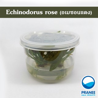 Echinodorus rose (อเมซอนแดงเนื้อเยื่อ) *967* ต้นไม้น้ำ ไม้น้ำตู้ปลา