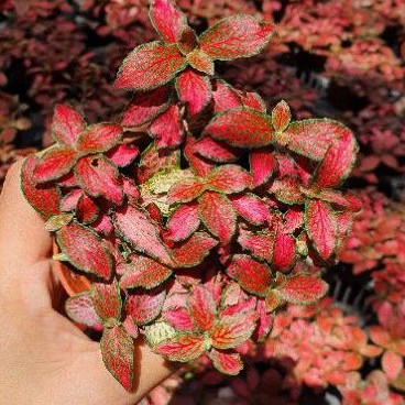 ต้นพรมออสเตรเลียสี มาในกระถางพร้อมตั้ง