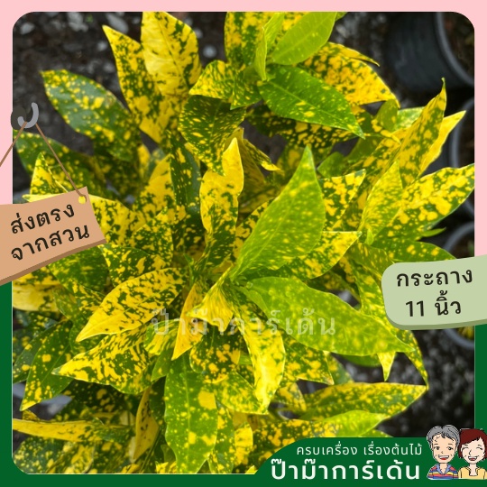 มุมมอง 3