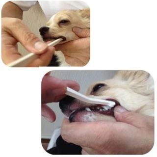 KENKO CARE Toothbrush Micro Head เคนโกะ แคร์ แปรงสีฟันหัวเล็กพิเศษสำหรับสัตว์เลี้ยงน้อยกว่า 3 กก.