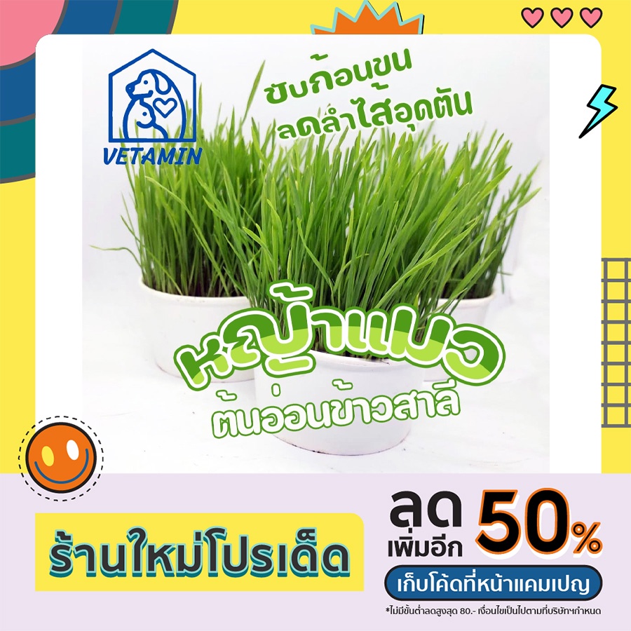 พร้อมส่ง ต้นอ่อนข้าวสาลี หญ้าแมว เพิ่งงอก 1-2 วัน พร้อมทาน ไม่ต้องปลูกเอง ปลูกจากเมล็ดนำเข้าจากออสเตรเลียและดินพีทมอส