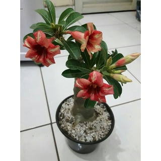 12 เมล็ด เมล็ดพันธุ์ ชวนชม สายพันธุ์ไต้หวัน ดอกชั้นเดียว Adenium Seeds