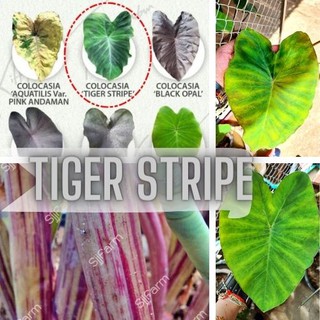 1 ต้น Colocasia Tiger Stripe บอนลายเสือ บอนป่าหายาก ลายต้นสวยชัด ลายใบโดดเด่น ปลูกประดับสวยงาม ส่งแบบตัดใบ