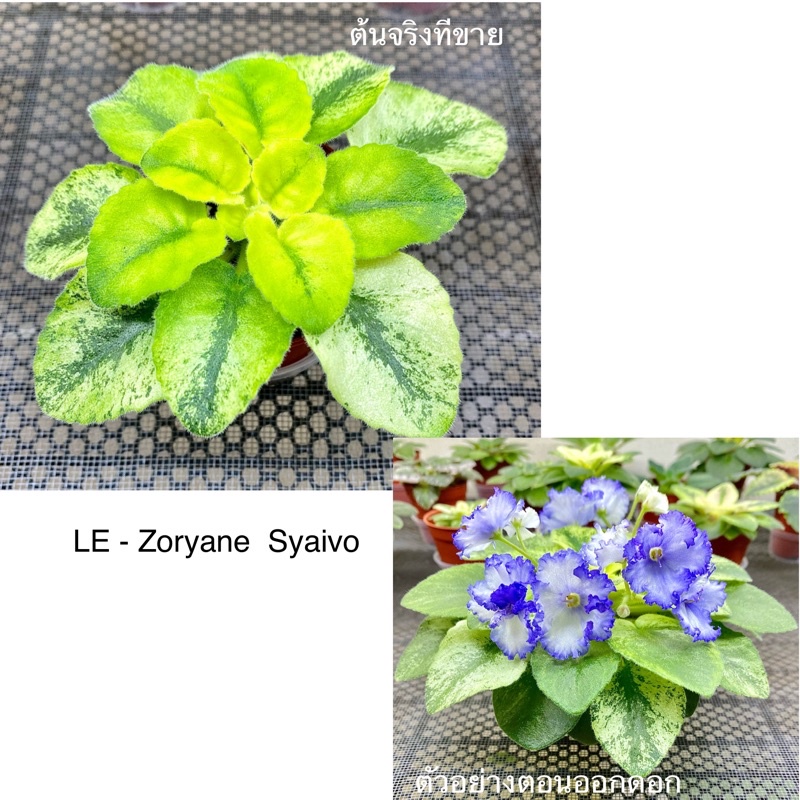 African Violet- LE-Zoryane Syaivo