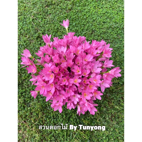 ดอกบัวดินสีชมพูพันธุ์โรเซียชุดละ 100 หัวคละขนาดราคาเพียง99บาท