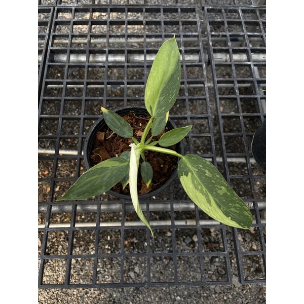 Philodendron Jose Buono