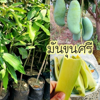 ต้นมะม่วงมันขุนศรี☘ต้นสวยๆพร้อมส่งสูง40-50cm.(รับประกันสินค้าชำรุด)