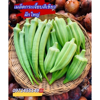 เมล็ดพันธุ์: กระเจี๊ยบเขียว คิมสัน บรรจุซองละ100-150เมล็ด คุณภาพดี ราคาถูก ของแท้ 100%