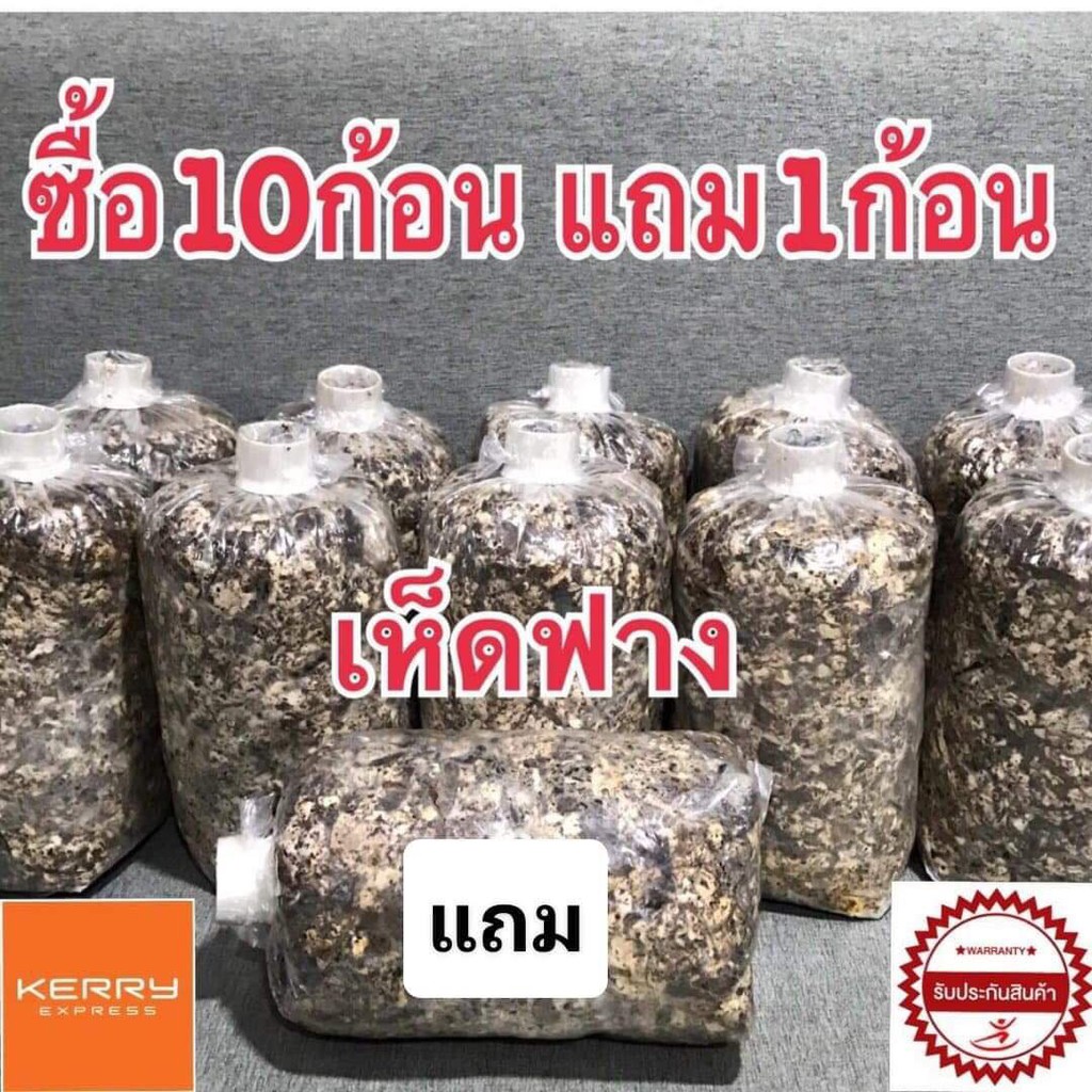 เชื้อเห็ดฟาง ก้อนเห็ดฟางขนาด 10 ก้อน แถมฟรี 1 ก้อน พร้อมขยายลงตะกร้า เห็ดออกดอกทันทีภายใน 5วัน