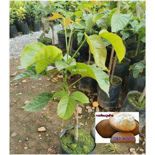ต้นกระท้อนปุยฝ้าย (ติดตา)​ ขนาด​ 50​ ซม.
