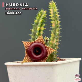 เก๋งจีนด่าง Huernia zebrina f. variegata แคคตัส กระบองเพชร cactus&amp;succulent