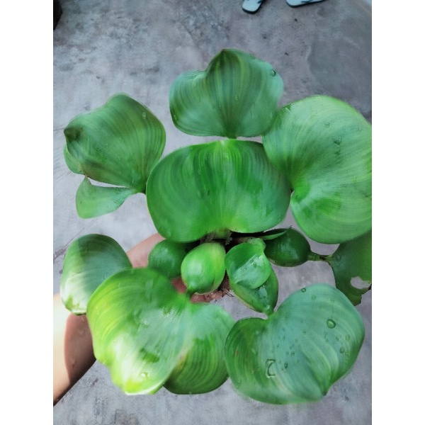 ผักตบชวา พืชน้ำ บรรจุถุงละ 15 กอ☘️🍀 40฿ขายราคาถูกที่สุด❗🍀‼️