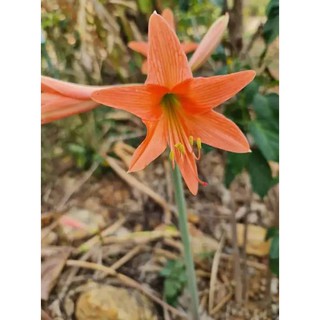 2 หัวว่าน ว่านสี่ทิศ Amaryllis ว่านสี่ทิศพื้นเมือง สีส้มโอรส 18-22 ซม หัวขนาดใหญ่ ปลูกติดทุกหัว