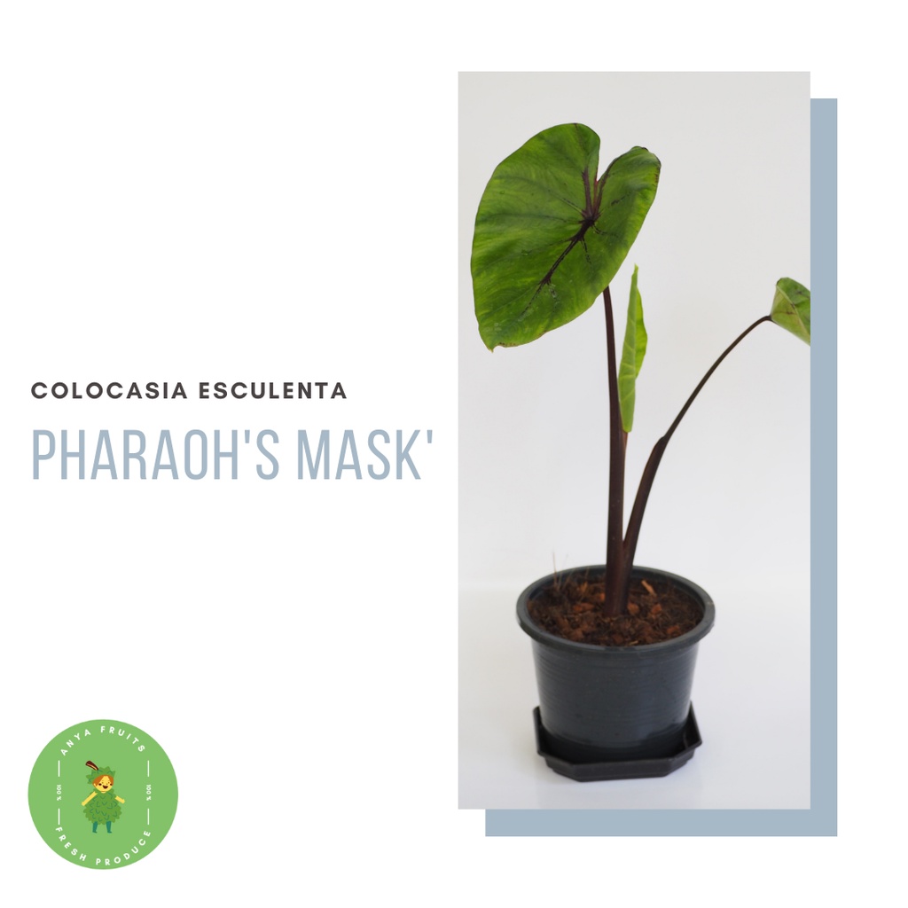 🪴✨บอน หน้ากากฟาโรห์ ต้นใหญ่ พร้อมตั้งแม่ 🎭 Colocasia Esculenta Pharaoh's Mask.