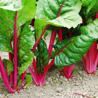 เมล็ดพันธุ์ สวิสชาร์ด สีแดง (Ruby Red Swiss Chard Seed) บรรจุ 20เมล็ด