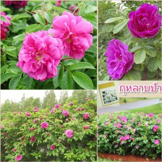 กุหลาบป่าดอกซ้อน มาแล้วจ้า!!💥Rosa Rugosa