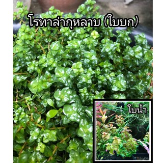 โรทาล่ากุหลาบ (ใบบก) 10 กิ่ง 100(ตัวอย่างใบน้ำเลื่อนดูรูปถัดไป)