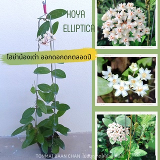 โฮย่าเต่า Hoya Elliptica ไม้แขวนประดับ ออกดอกตลอดทั้งปี  ส่งต้นติดดอก แถมลวดแขวน