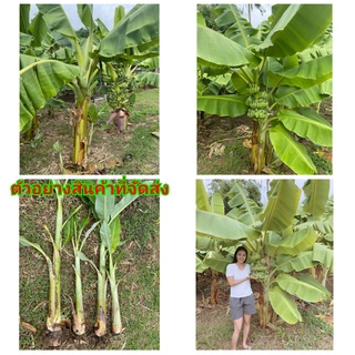 (2หน่อ) ต้น หน่อ เหง้า กล้วยน้ำว้าต้นเตี้ย ต้นกล้วยน้ำว้าต้นเตี้ย กล้วยน้ำว้าเตี้ย กล้วยน้ำว้า ต้นเตี้ย กล้วยน้