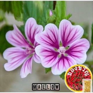 MALLOW High Germination/ {FREE SHIPPING}文胸/通心菜/木瓜/种子/园艺/裙子/苹果/鲜花/芹菜/上衣/ VBUZ