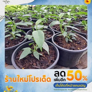 🌱ฟิโลเดนดรอน ไวโอลิน กระถาง 4.5 นิ้ว