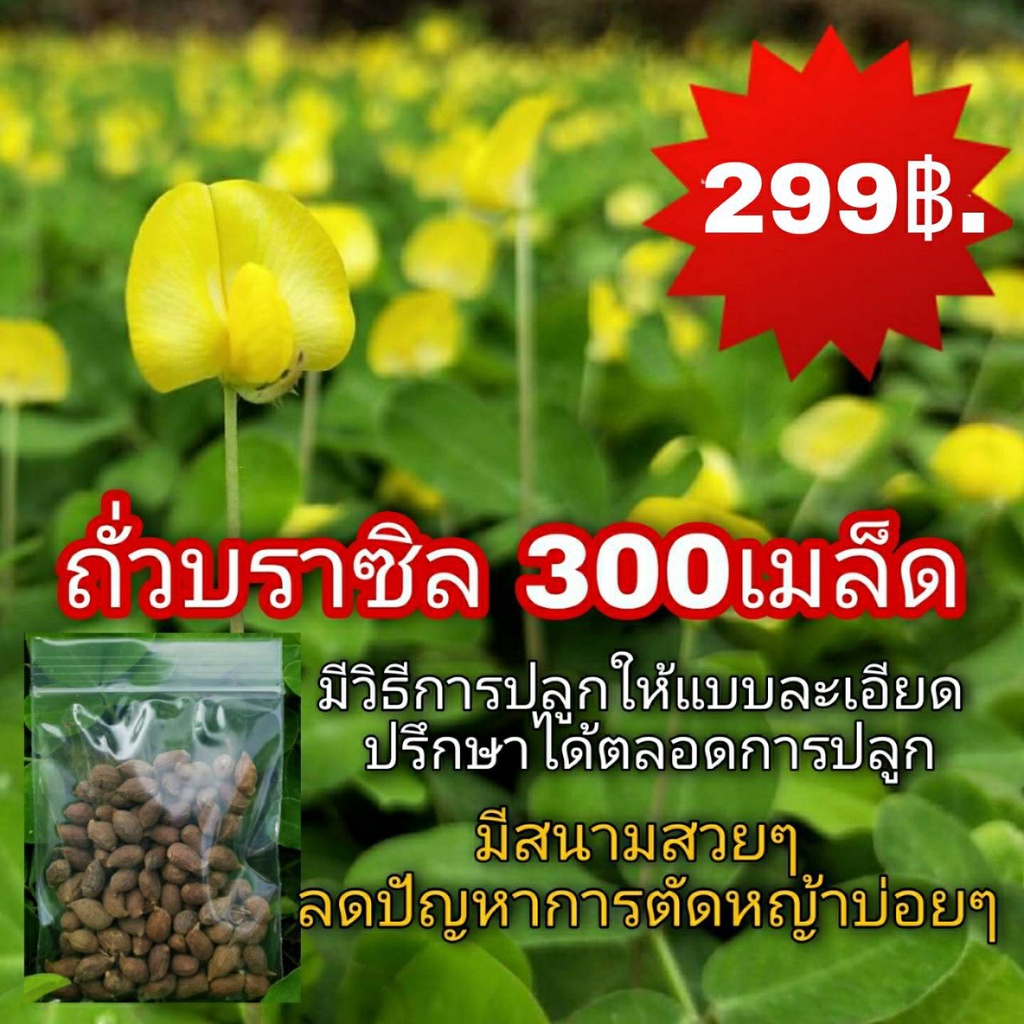 อันดับหนึ่ง 97+ ภาพ เมล็ดถั่วบราซิล อัปเดต