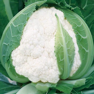 พร้อมส่ง เมล็ดพันธุ์ กะหล่ำดอก Cauliflower Seeds 200 เมล็ด บอนสีหายาก เมล็ดพันธุ์ผัก พันธุ์ไม้ผล 200 เมล็ด (ไม่ใช่พืช)