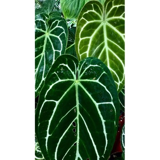 🏡Anthurium Crystallinum หน้าวัวใบกำมะหยี่ (ไฮบริด) ไซต์ M กระถาง 4 นิ้ว รากแน่ ฟอร์มสวย หากด่างราคาจะแพงมาก