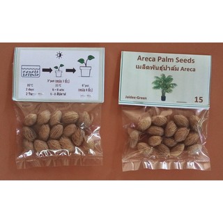 Areca Palm Seeds  เมล็ดพันธุ์ปาล์ม Areca  15 seeds in pkt  15 เมล็ดในแพ็ค