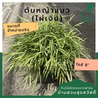ไผ่เงิน หญ้าแมว กระถาง 8 นิ้ว เป็นไม้แดด บรรเทาอาการก้อนขนแมว/หมาติดคอ