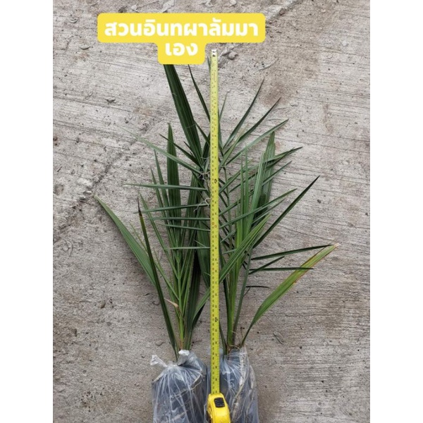 ต้นอินทผลัม​ เพาะเมล็ดอินทผลัม ต้นแม่เนื้อเยื่อ