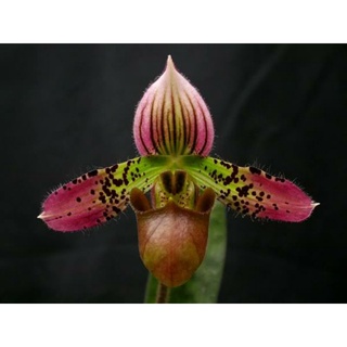 Paph.aemodontumต้นเล็ก