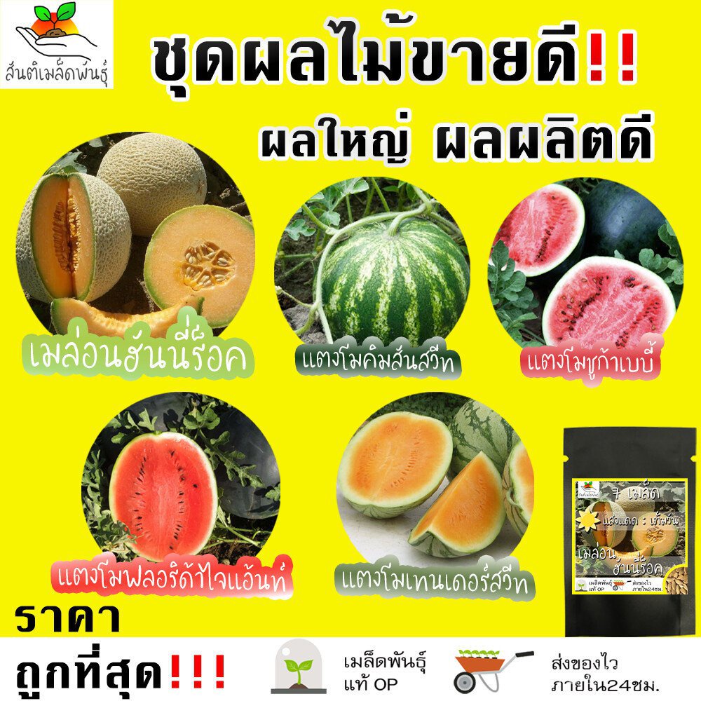 เมล็ดพันธุ์คุณภาพสูงในสต็อกในประเทศไทยเมล็ดอวบอ้วน ซองสุ่มเมล็ดพันธ์ุ ...