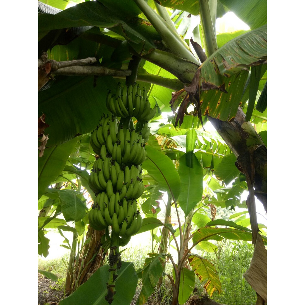 (เอาของดีเลือกเรา) หน่อกล้วยหอมคาเวนดิช 1 หน่อ (ถูกและดีไม่มีจริง) กล้วยหอมพันธ์ส่งออก ที่ทั่วโลกเขาปลูกกัน จากสวนราชินี