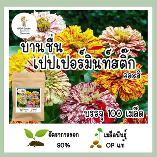 เมล็ดพันธุ์ บานชื่นเปปเปอร์มิ้นท์สติ๊ก คละสี 100 เมล็ด อัตราการงอกสูง เมล็ด OP แท้