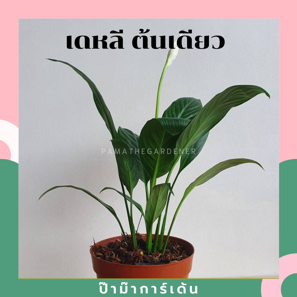 มุมมอง 2