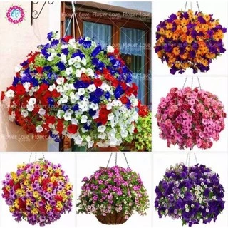 เมล็ดพันธุ์ ดอกพิทูเนีย คละสี (Petunia)200 เมล็ด ปลูกง่าย ปลูกได้ทั่วไทย