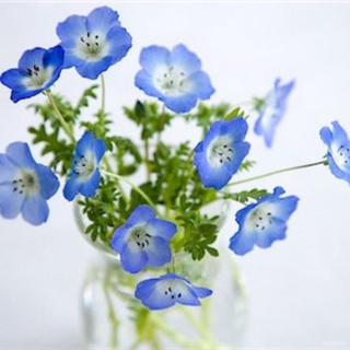 Nemophila Baby Blue Eyes Seeds (粉蝶花) Flower Seeds from SGผู้ชาย/กุหลาบ/ผักชี/แอปเปิ้ล/สร้อยข้อมือ/เมล็ด/พาสต้า/สวน/บ้าน/