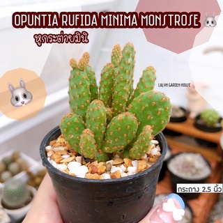 🐰🪴 หูกระต่ายมินิ แบบกอ Opuntia rufida minima monstrose 🐰 หูกระต่ายดอททองแดง แตกหน่อเอง และขนาดเล็กๆน่ารัก 🌵🐰