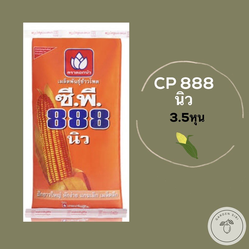 เมล็ดพันธุ์ข้าวโพดเลี้ยงสัตว์ ซีพี CP 888นิว ขนาด3.5หุน 10kg. ฝักยาวใหญ่ หักง่าย แกนเล็ก เมล็ดลึก