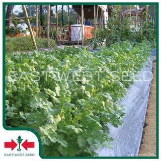 เมล็ดอวบอ้วน100%East-West Seed เมล็ดพันธุ์ผักชี (coriander seeds) สายสมร เมล็ดพันธุ์ผัก เมล็ดพันธุ์ ผักสวนครัว ตราศรแดงเ