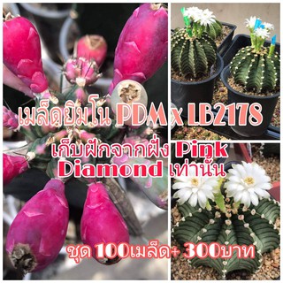 sjcactus เมล็ดแคคตัส ยิมโนคาลีเซียม ยิมโนด่าง PDM x LB2178 / Pink diamond ผสมกับแอลบีแท้