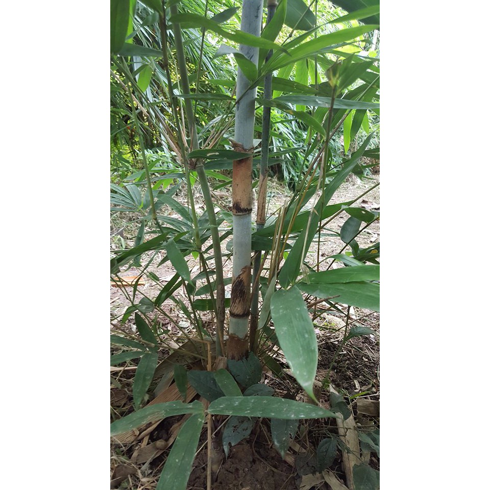ไผ่ข้าวหลามกาบแดง หรือไผ่ข้าวหลามยอดแดง - Cephalostachyum pergracile (กล้าเพาะเมล็ด) พร้อมส่ง